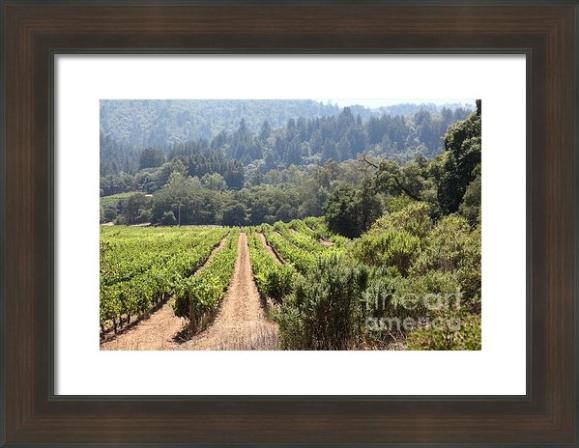Fine Art and Photography Framed Prints, Canvas Prints, Metal and Acrylic Prints vineyard, wine, grape, winery, sonoma, california, ca, napa, glen ellen, history, historic, historical, bayarea, bay area, landscape, landscapes, wine country, wineries, wines, vineyards, valley of the moon, benziger, chateau st jean, br cohn, kenwood, deerfield, sonoma valley, sonoma wine country, zinfindel, cabernet, red, red wine, white wine, grapes, field, fields, farm, farms, rural, hill, hills, grape plant, fruit, fruits, plant, plants, green, vine, vines, countryside, pastoral, spring, summer, vintage, the, and, on, wing tong, wingsdomain