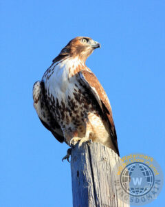red tail hawk, animals, hawk, flying hawk, red-tailed hawk, red tailed hawk, wildlife, bird in flight, bird, avian, rth, flying hawks, raptor, hawk bird, hawk birds, hawks, bif, raptors, hunter, hunters, eye, eyes, bird, birds, regle, regal, red, tail, tailed, claw, claws, talon, talons, big, and, or, the, this, those, it, up, wing chee tong, wing tong, wingsdomain