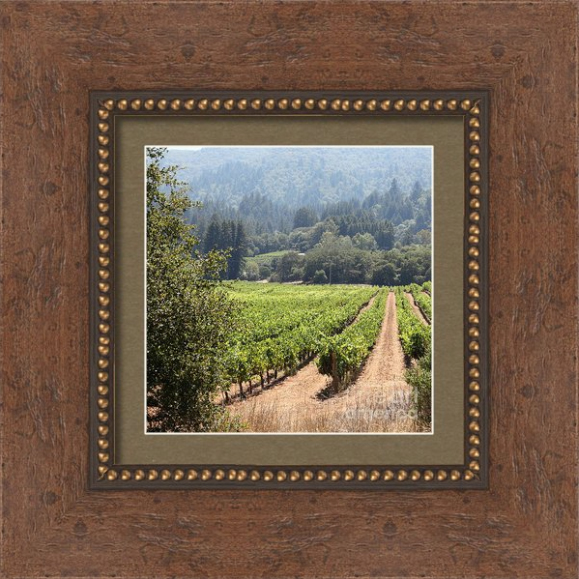 buy canvas prints buy framed prints buy metal prints buy posters by Wingsdomain vineyard, wine, grape, winery, sonoma, california, ca, napa, glen ellen, history, historic, historical, bayarea, bay area, landscape, landscapes, wine country, wineries, wines, vineyards, valley of the moon, benziger, chateau st jean, br cohn, kenwood, deerfield, sonoma valley, sonoma wine country, zinfindel, cabernet, red, red wine, white wine, grapes, field, farm, rural, hill, hills, grape plant, fruit, fruits, plant, plants, green, vine, vines, countryside, pastoral, spring, summer, vintage, the, and, on, square, size, sizes, wing tong, wingsdomain