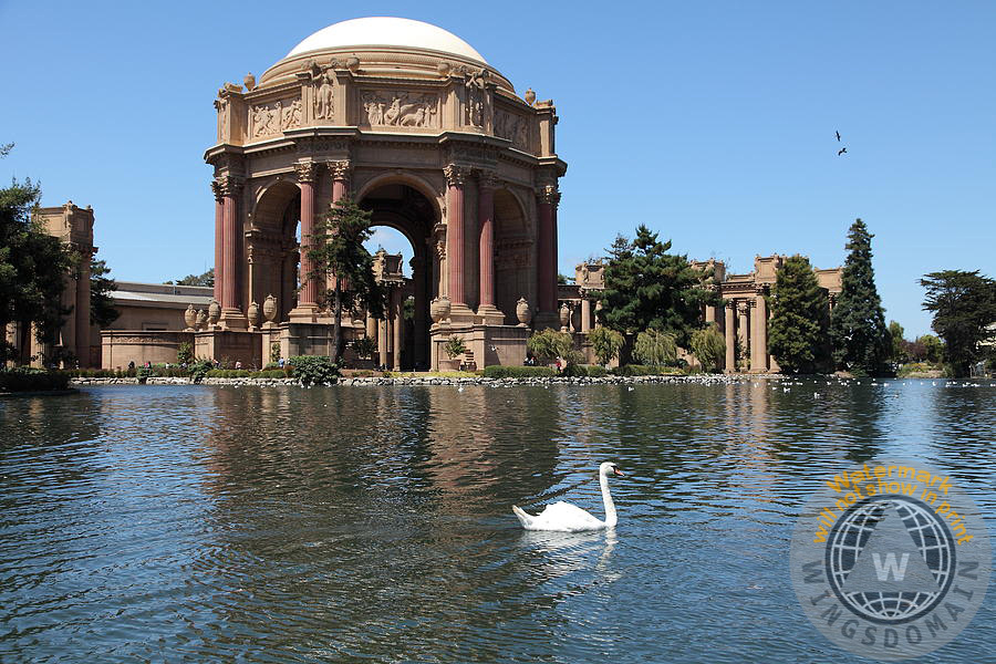 buy canvas prints buy framed prints buy metal prints buy posters of San Francisco Bay Area by Wingsdomain san francisco, sf, sanfrancisco, california, ca, frisco, bay area, bayarea, palace of fine art, palace of fine arts, museum, museums, classical, architecture, classical architecture, arch, arches, column, columns, dome, domes, ruins, bernard maybeck, exploritorium, 1915, worlds fair, world's fair, panama-pacific exposition, panama, pacific, exposition, expo, fair, old, classic, vintage, calm, peaceful, zen, relaxing, pond, ponds, lake, lakes, garden, gardens, bird, birds, swan, swans, avian, aviary, romance, romantic, wing tong, wingsdomain