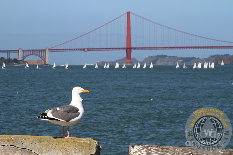 buy canvas prints buy framed prints buy metal prints buy posters of San Francisco Bay Area by Wingsdomain san francisco, sf, bay area, bay area, california, ca, bridge, bridges, golden gate, golden gate bridge, san francisco golden gate bridge, boat, boats, sailboat, sailboats, sail boat, sail boats, bird, birds, gull, seagull, seagulls, sea gull, sea gulls, pier, piers, municipal pier, san francisco municipal pier, san francisco bay, tourist attraction, tourist attractions, tourist, tourism, landmark, landmarks, san francisco landmarks, sightseeing, art deco, history, historic, historical, old, vintage, tower, ggbridge, wing tong, wingsdomain