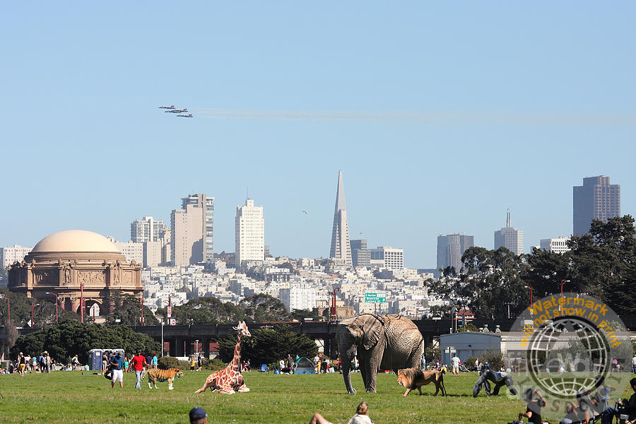 buy canvas prints buy framed prints buy metal prints buy posters of San Francisco Bay Area by Wingsdomain surrealism, surreal, fantasy, science fiction, circus, menagerie, zoo, animal, animals, landscape, landscapes, cityscape, lion, lions, tiger, tigers, giraffe, giraffes, elephant, elephants, gorilla, gorillas, bayarea, sf, san francisco, nature, wildlife, fantasy art, calm, peaceful, san francisco, sf, bay area, bayarea, transamerica tower, bank of america, palace of ine arts, crissy field, spring, summer, wing tong, wingsdomain
