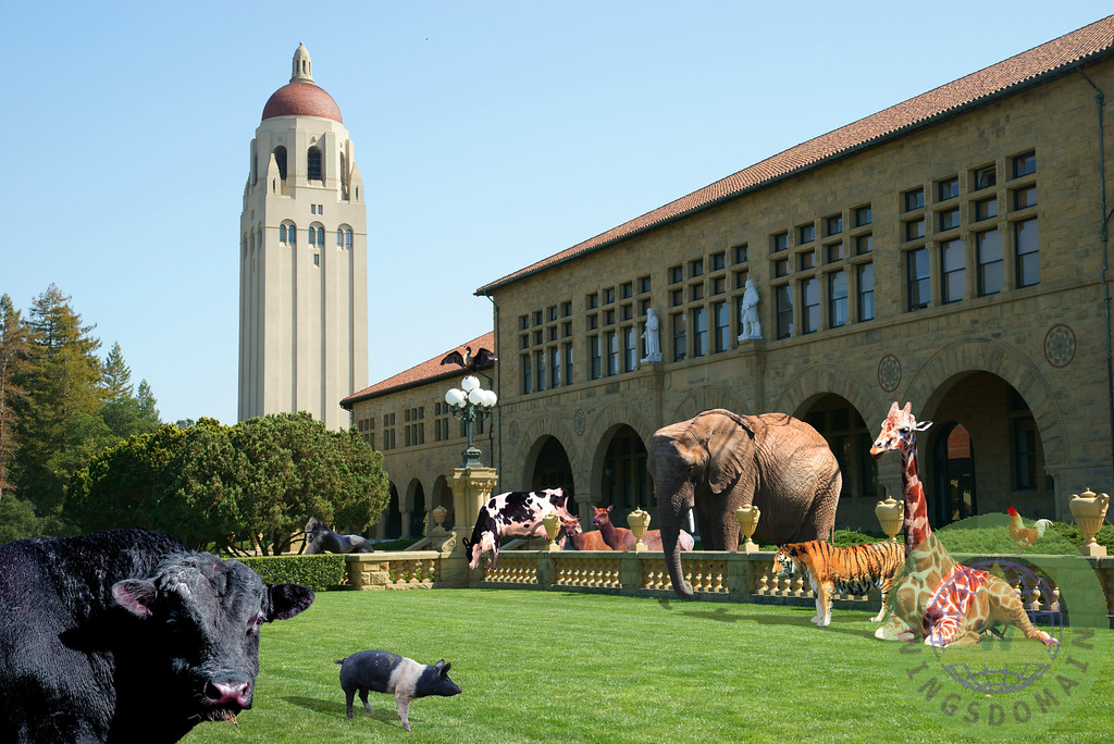 stanford,palo alto,california,ca,silicon valley,san francisco,bay area,bayarea,the farm,the,farm,surreal,surrealism,whimsical,fantasy,science fiction,sci-fi,scifi,animal,animals,elephant,giraffe,pig,pigs,stanford university,hoover tower,tower,hoover,towers,dome,domes,phalic,and,architecture,education,educational,academic,academia,alumni,alumnus,institution,institutions,school,schools,college,colleges,university,universities,campus,history,historic,historical,old,wing tong,wingsdomain