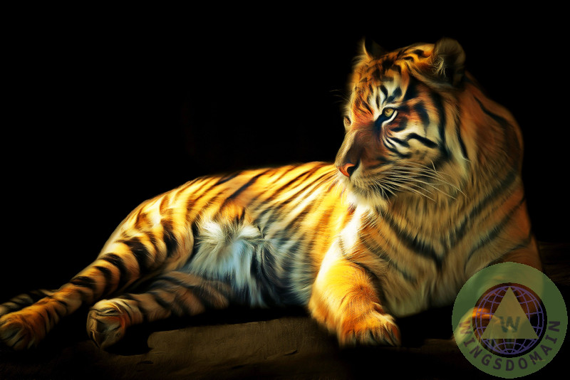 tiger,tigers,siberian tiger,siberian tigers,sumatra,sumatra tiger,sumatra tigers,sumatran tiger,sumatran tigers,cat,cats,mammal,mammels,mammals,zoo,zoos,animal,animals,zoo animal,zoo animals,wildlife,nature,eye,eyes,stripe,stripes,orange,africa,african,congo,amazon,outback,jungle,jungles,eye of the tiger,bengal,bengal tiger,cincinnati,cincinnati bengal,cincinnati bengals,kitty,kitties,pussy,pussy cat,pussy cats,cute,adorable,happy,content,brunaille,wing tong,wing chee tong,wingsdomain