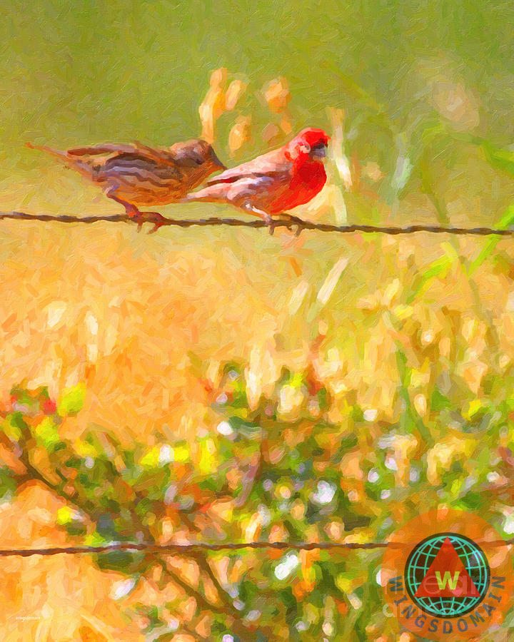 bird, birds, animal, animals, wildlife, nature, finch, finches, house finch, house finches, red, red bird, red birds, avian, aviary, rural, valentine, valentines, valentines day, valentine day, small bird, small birds, fence, fences, green, yellow, spring, summer, impressionist art, impressionism, wing tong, wings domain, wingsdomain