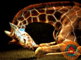 animal,animals,nature,outdoor,wildlife,giraffe,giraffes,giraffidae,menagerie,africa,serengeti,tanzania,safari,somalia,niger,nigeria,savannas,zoo,zoos,zoo animal,zoo animals,stripe,stripes,tall,tall animal,tall animals,long neck,neck,necks,necky,long,creature,creatures,mammal,mammals,herd,herds,funny,weird,strange,fun,happy,cheerful,whimsical,pop,popart,pop art,andy warhol,kitsch,kitschy,the,and,or,for,brunaille,wing tong,wing chee tong,wingsdomain