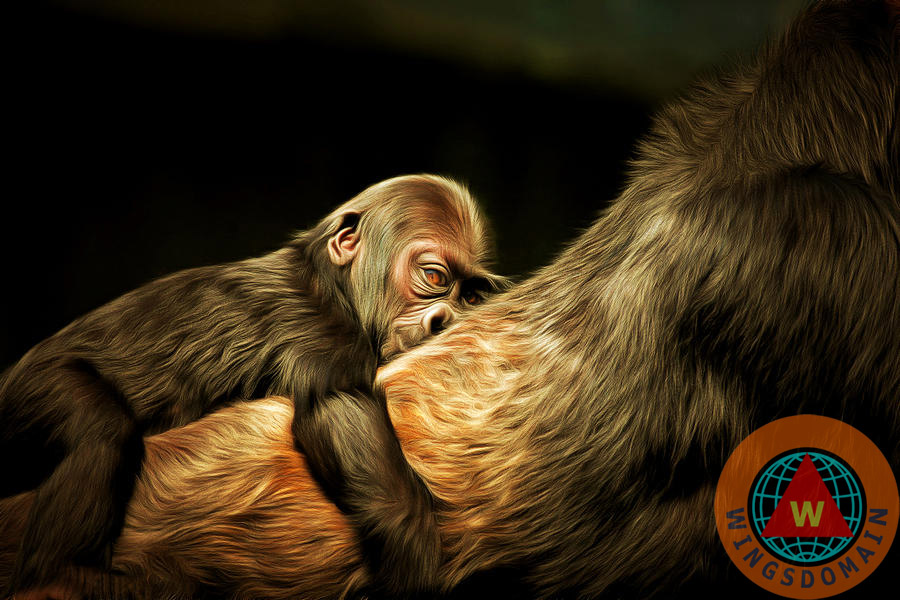 gorilla,gorillas,animal,animals,wildlife,nature,primate,primates,hasani,san francisco,sf,ca,california,san francisco zoo,zoo,baby,babies,monkey,monkies,ape,apes,chimp,chimps,eye,eyes,silverback,silverbacks,silverback gorilla,silverback gorillas,lowland,spring,summer,lowlands,lowland gorilla,cute,adorable,love,happy,content,peace,peaceful,mother and child,mother,children,hair,hairy,africa,outback,nurture,nurturing,power,powerful,king of the jungle,jungle,jungles,wing tong,brunaille,wingsdomain