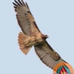 avian, bif, bif photography, bif photos, bird, bird photohgraphy, bird photos, birds, birds in flight, egret, hawk, how to, nature, photography, tips, tricks, wildlife, wildlife photography, wildlife photos, wingsdomain