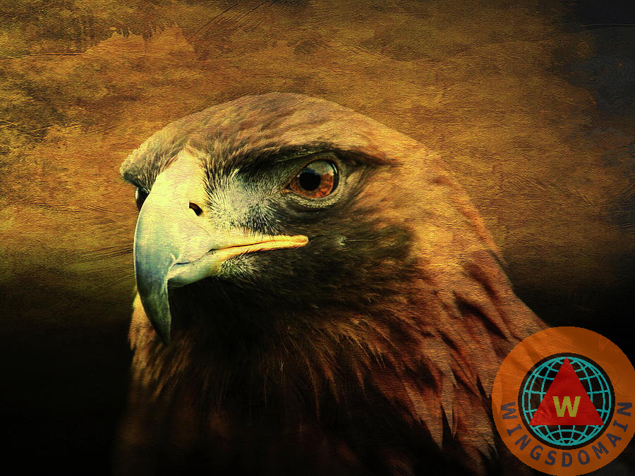 red tail hawk, texture, gold, golden, animals, hawk, flying hawk, red-tailed hawk, red tailed hawk, wildlife, bird in flight, bird, avian, rth, flying hawks, raptor, hawk bird, hawk birds, hawks, bif, wing tong, wingsdomain, wings domain