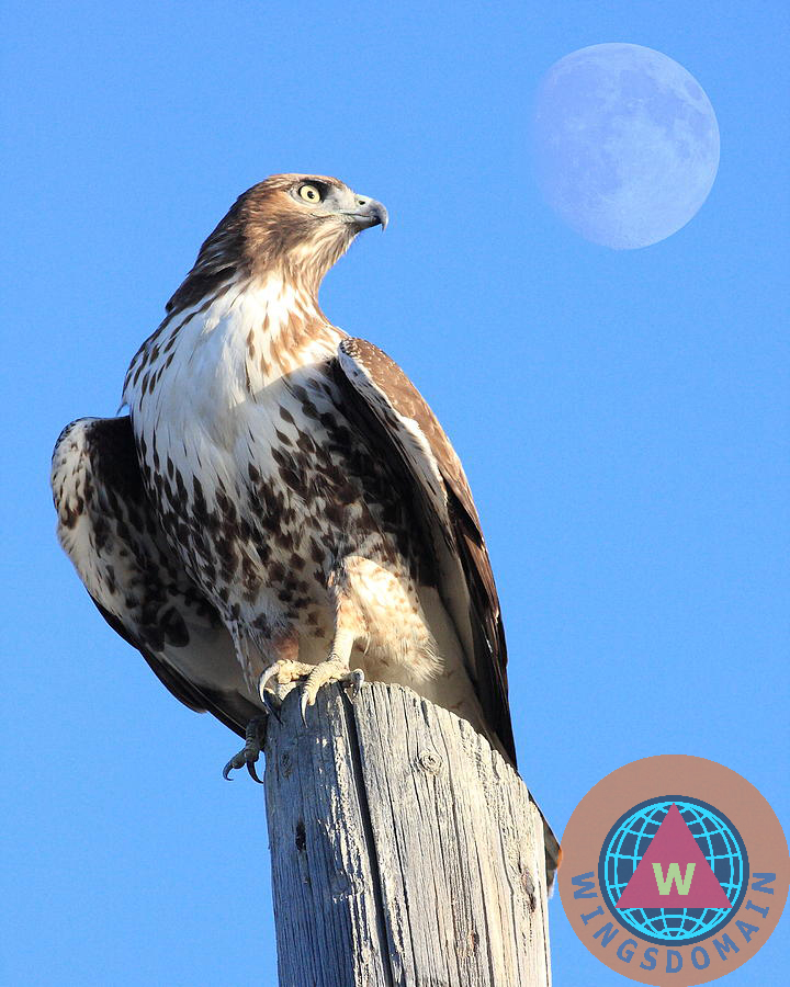 red tail hawk, hawk, animal, animals, hawk, flying hawk, red-tailed hawk, red tailed hawk, wildlife, bird in flight, bird, avian, rth, flying hawks, raptor, hawk bird, hawk birds, hawks, bif, moon, moons, perigee moon, big moon, full moon, super full moon, apogee moon, spring, summer, wing tong, wingsdomain, portrait, portraits