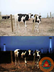 animal, animals, bay area, bayarea, bird, birds, bridge, bridges, cattle, cattles, christmas, christmas card, christmas cards, cow, cows, geese, golden gate bridge, goose, holiday, holiday card, holiday cards, moon, moons, night, owl, owls, photo, photo editing, photograph, photographs, photography, photos, poster, posters, print, prints, san francisco, sf, wildlife, wing tong, wingsdomain,how to