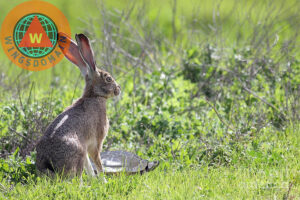 wingsdomain,year of the rabbit, chinese new year, tortoise, hare, the tortoise and the hare, turtle, turtles, hares, rabbit, rabbits, nursery, nursery rhymes, baby, babies, children stories, children story, animal, animals, wildlife, nature, landscape, landscapes, spring, summer, easter, easter rabbit, easter rabbits, bunny, bunnies, easter bunny, easter bunnies, funny, humor, humorous, humour, humourous, whimsical, surreal, surrealism, wing tong, wingsdomain