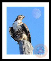 Red Tailed Hawk And Moon