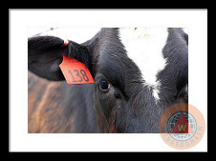 Cow 138