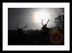 Tomales Bay California Tule Elks At Sunrise