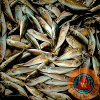 wingsdomain,fresh,fish,fishes,fishing,fishermen,fisherman,school of sardine,school of sardines,school,schools,sardine,sardines,fish market,market,bait,coral reef,coral,corals,coral reefs,reef,reefs,ocean,saltwater,salt water,salt,water,sea,pacific ocean,deep sea,sea creature,creature,snorkel,snorkeling,diving,scuba,animal,nature,wildlife,marine,marine life,color,colorful,monterey,bay,california,west coast,coast,coastal,monterey bay aquarium,aquarium,aquariums,cannery row,food,fish food,wing tong,buy,purchase,sell,for sale,prints,poster,posters,framed print,canvas print,metal print, fine art,wall art,wall decor,home decor,greeting card,print,art,photograph,photography,fineartamerica,fine art america,society6,society 6,imagekind,redbubble,zazzle