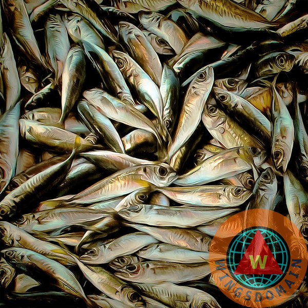 wingsdomain,fresh,fish,fishes,fishing,fishermen,fisherman,school of sardine,school of sardines,school,schools,sardine,sardines,fish market,market,bait,coral reef,coral,corals,coral reefs,reef,reefs,ocean,saltwater,salt water,salt,water,sea,pacific ocean,deep sea,sea creature,creature,snorkel,snorkeling,diving,scuba,animal,nature,wildlife,marine,marine life,color,colorful,monterey,bay,california,west coast,coast,coastal,monterey bay aquarium,aquarium,aquariums,cannery row,food,fish food,wing tong,buy,purchase,sell,for sale,prints,poster,posters,framed print,canvas print,metal print, fine art,wall art,wall decor,home decor,greeting card,print,art,photograph,photography,fineartamerica,fine art america,society6,society 6,imagekind,redbubble,zazzle