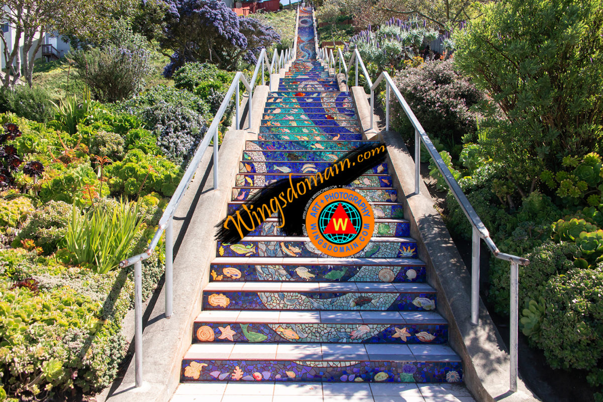 wingsdomain,san francisco,bayarea,bay area,16th avenue tiled steps,16th,avenue,163,mosaic,tile,tiled,tiles,step,steps,stair,stairs,stairway,stairways,neighborhood,neighbor,neighborhoods,neighbors,golden,gate,height,heights,golden gate heights,district,districts,grandview,grand,view,park,parks,sea,star,stars,sea to stars,sea to star,decoration,decorative,animals,fish,shells,shell,seashell,seashells,starfish,star,marine,life,cityscape,urban,bright,vibrant,color,colorful,and,the,wing tong
