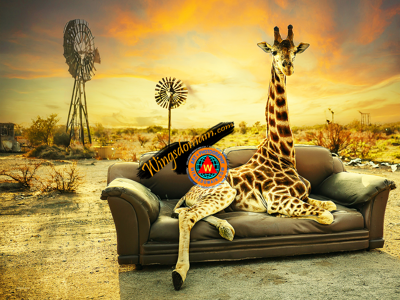 wingsdomain,giraffe,giraffes,giraffidae,on a,sofa,couch,abandoned,menagerie,africa,serengeti,tanzania,safari,somalia,niger,nigeria,savannas,outback,backroad,backroads,roadside,america,americana,rural,remote,countryside,deserted,sunset,windmill,windmills,pretentious,artistic,desert,animal,animals,nature,outdoor,wildlife,zoo,zoos,stripe,stripes,tall,tall animal,tall animals,long,neck,necks,necky,creature,creatures,mammal,mammals,herd,herds,color,colorful,fun,happy,cheerful,the,and,for,wing tong